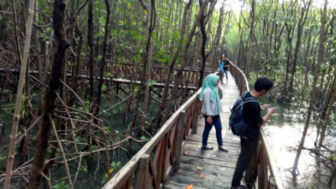 Ilustrasi mangrove.