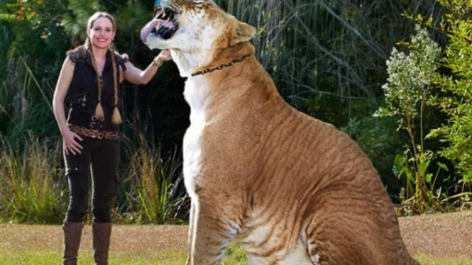 Liger, hasil perkawinan silang singa dan harimau.