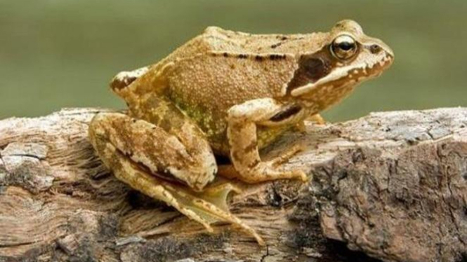 Katak.