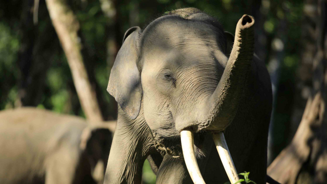 Gajah/Ilustrasi.