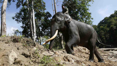 Ilustrasi gajah liar