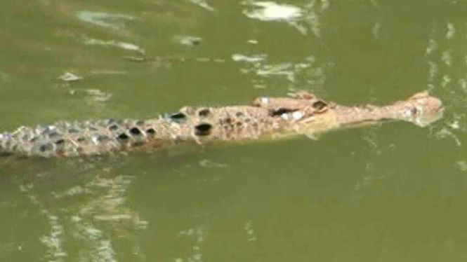 Ilustrasi buaya.