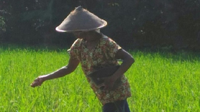 Ilustrasi petani.