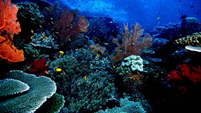 Taman Laut Bunaken (sumber : twisata.com)