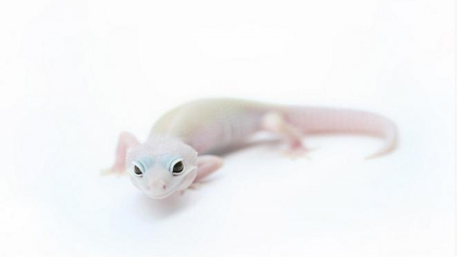 Cicak.