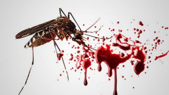 Ilustrasi nyamuk Aedes aegypti.