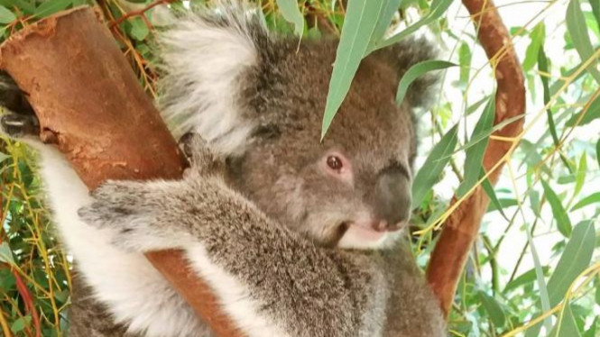 Koala.