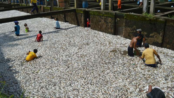 Ribuan ikan mati di kolam milik warga di Kabupaten Musirawas Sumatera Selatan. Pengakuan penjaga, tanggul pemasok air jebol menjadi penyebabnya, Selasa (4/4/2017)