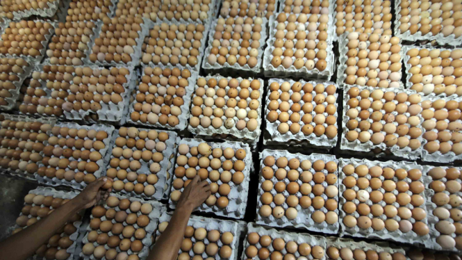 Ilustrasi telur ayam