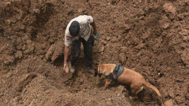 Ilustrasi Anjing pelacak mencari korban longsor.