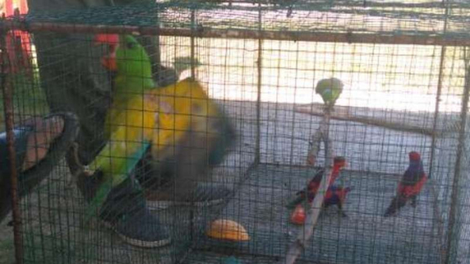 Burung endemik yang diamankan BKSDA Sulut.