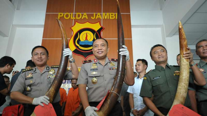 Kapolda Jambi Brigjen Pol Yazid Fanani (tengah) menunjukkan barang bukti gading gajah Sumatera (Elephas maximus sumatranus) hasil perburuan liar, Rabu (19/4/2017)
