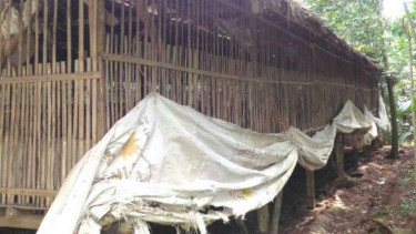 Bedah kandang.