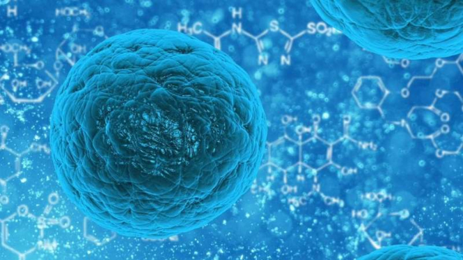 Stem Cell