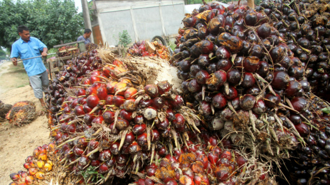 Ilustrasi kelapa sawit.