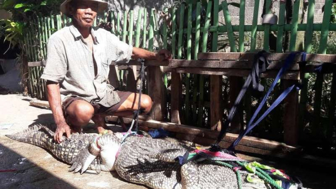 Raswin dan buaya yang ditangkap di sawahnya.
