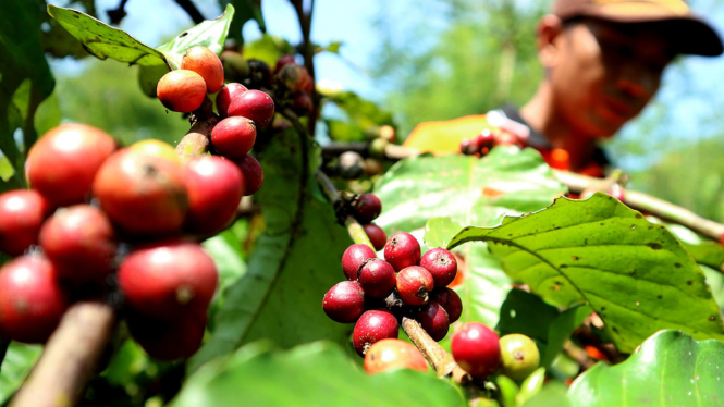 Petani Kopi Lampung