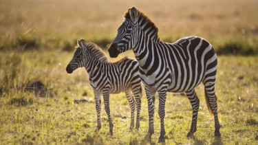 Kuda zebra.