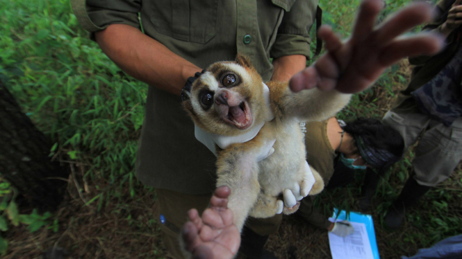 Habituasi Kukang Jawa