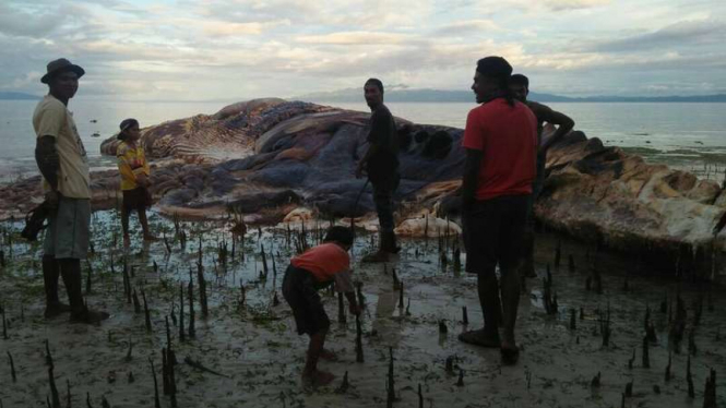 Hewan misterius raksasa yang terdampar di laut pantai Seram Bagian Barat, Rabu (10/5/2017)