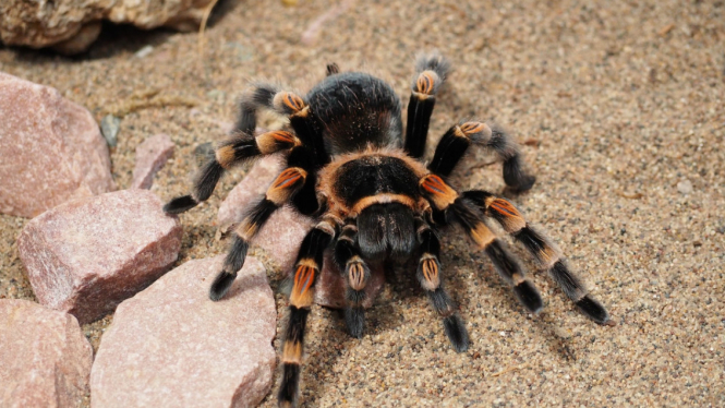 Ilustrasi tarantula.