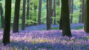 Taman bunga Bluebells, Inggris