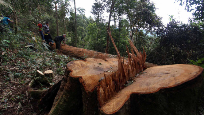 Penebangan pohon di suatu hutan. 