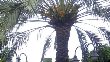 Pohon kurma.