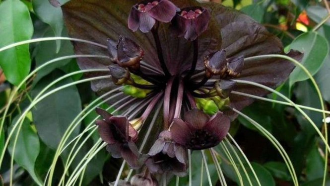 Tanaman Bunga Kelelawar Hitam