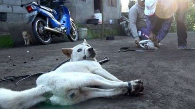 Ilustrasi Pembunuhan anjing. 
