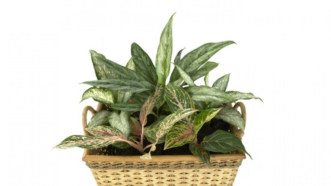 Tanaman aglonema