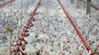 ayam - ternak - peternakan