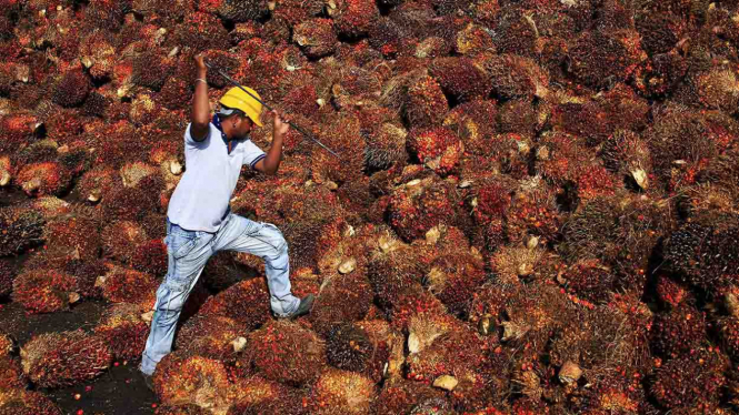 kelapa sawit - hutan - palm oil