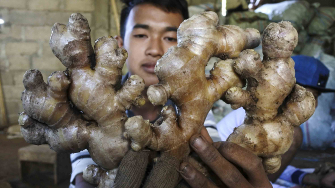 jahe - empon empon - obat tradisional - rempah rempah