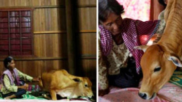 Sapi yang  dianggap sebagai jelmaan suami ibu berstatus janda ini.