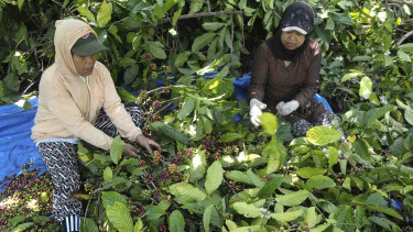 Petani saat Panen Kopi di Lereng Gunung Muria.