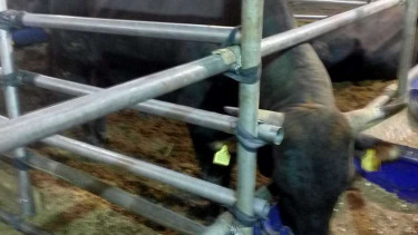 Sapi jenis Wagyu yang dijual pedagang hewan kurban di Depok.