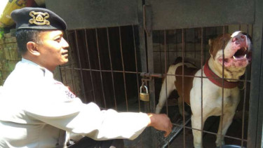 Anjing Pitbul milik Kepolisian.