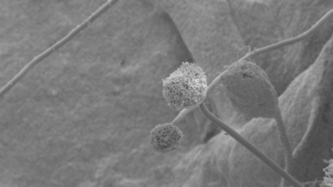 Bakteri Aspergillus Spp
