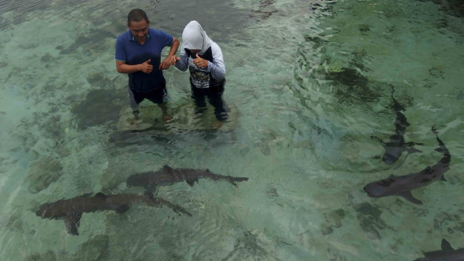 Berwisata di Penangkaran Ikan Hiu Karimunjawa