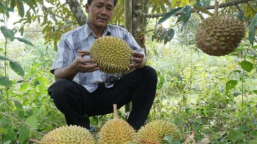 Durian montong di Desa Karanganyar
