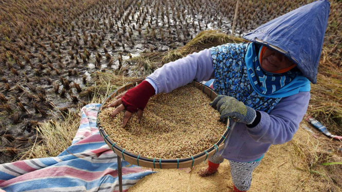 Ilustrasi Petani.