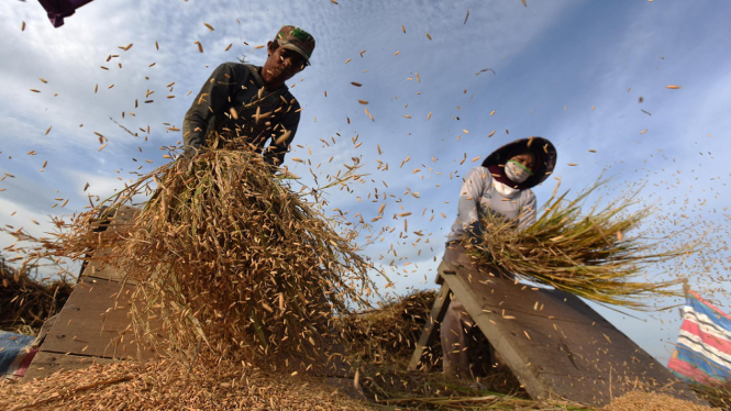 ilustrasi petani beras
