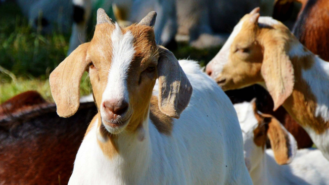 Ilustrasi kambing