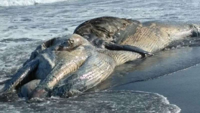Hewan mamalia raksasa yang terdampar di pantai Bali.