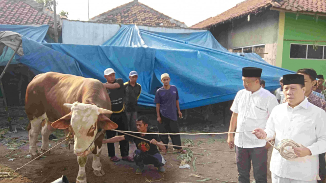 Sapi kurban dari Menteri Perhubungan Budi Karya Sumadi