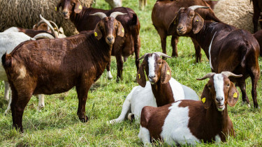 Kambing domestik