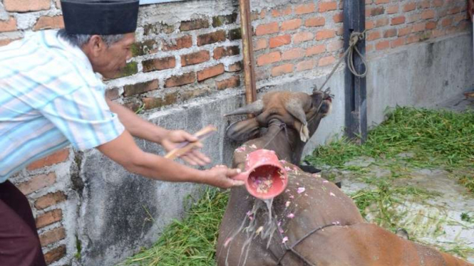 Tradisi memandikan hewan kurban dengan air kembang.