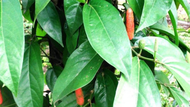 Cabe jawa.