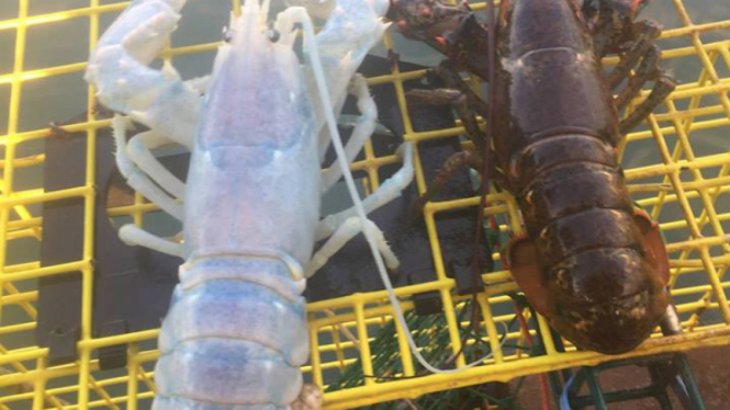 Lobster albino (kiri).